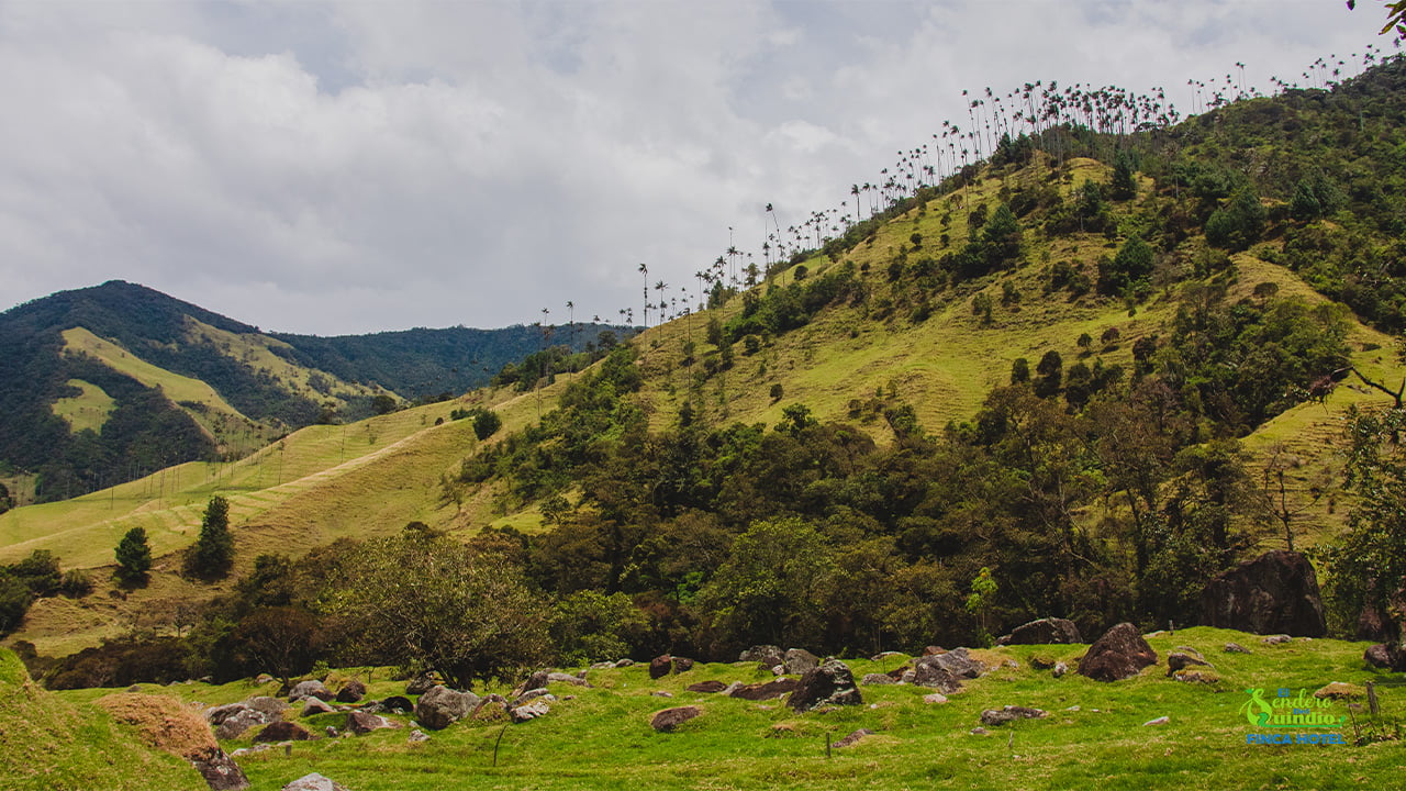 Valle de Cocora